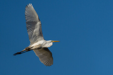 Great Egret in Flight