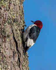 Red-headed Woodpecker