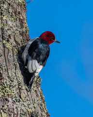 Red-headed Woodpecker Perched on Tree Trunk