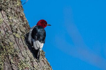 Red-headed Woodpecker 