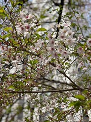 Cherry blossom of Tokyo Japan after the petals have fallen, year 2022 April spring