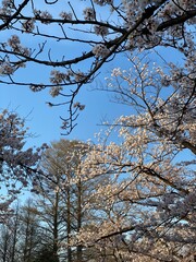 blue sky and pink cherry blossom contrast, April 1st sakura season Tokyo Ueno Japan 2022