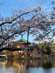 Japanese sakura season with temple building in the back, Tokyo Ueno Park, April 1st, 2022