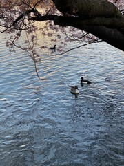 ducks swimming in the pond, sakura season April 1st, 2022, Ueno Tokyo Japan