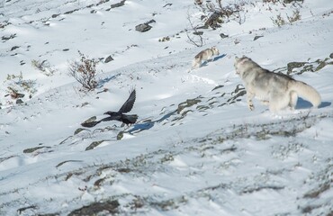 dog running in snow