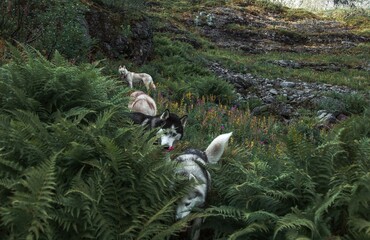 dogs walk on the grass
