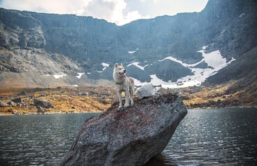 mountain goat on the mountain
