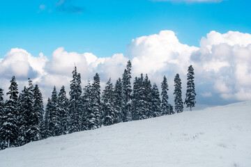 Winter wonderland scene with frozen fir trees, winter landscape in mountains