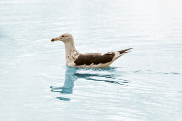 Kelp Gull (Larus dominicanus) on a beach in southern Brazil.