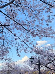 Beautiful blue and soft pink contrast of the sky and the cherry blossom of Japan with white clear clouds and street lamp post, sakura season April 1st, 2022, Ueno Tokyo Japan