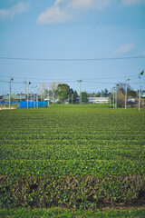 平地の茶畑