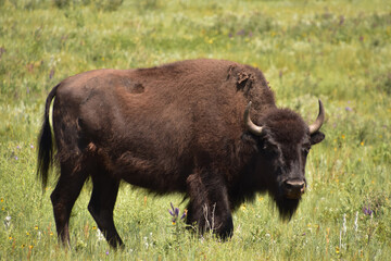 Summer with a Buffalo in a Large Field