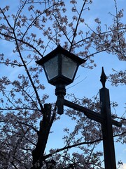 Fototapeta na wymiar street lamp post with sakura cherry blossom of Japan, spring 2022