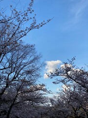 Beautiful blue sky with silhouette of the sakura cherry blossom, Ueno Park Spring 2022