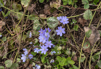 the beautiful lilac colored blossoms of liverwort