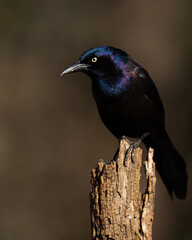 Common Grackle