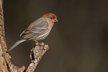 Male House Finch
