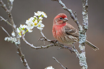 House Finch (male) on plum tree branch