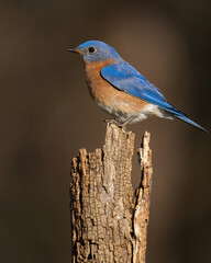 Eastern Bluebrid