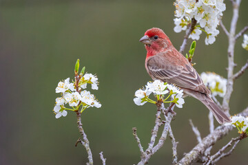 Male House Finch