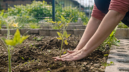 Caucasian female hands planting seedling in fertile soil and mulching plant