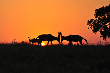 Fototapeta na wymiar Africa- Hartebeest Antelope Challenge at Sunrise