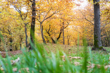 Santa Maria del faggio