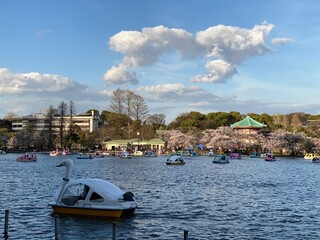 Fototapeta na wymiar Ueno Shinobazu pond during the sakura blossom season, April spring 2022, Tokyo Japan