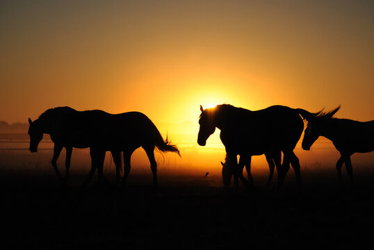 A herd of horses at dawn. Horses come in a landscape at sunrise, silhouette