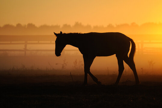 foal against the dawn. Foal walking in the fog in the background fields