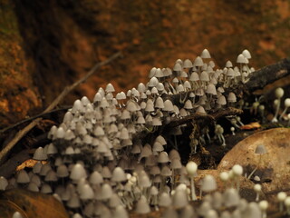 wild jungle of costa rica