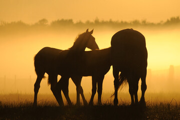 Fototapeta na wymiar Mares with foals against the dawn. Horses come in a landscape at sunrise