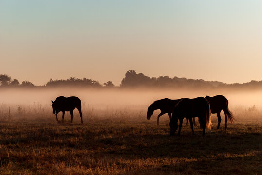 Herd of horses grazing in a field on a background of fog and sunrise. Horse silhouettes.