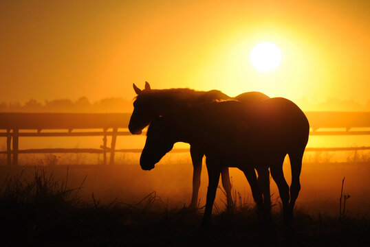 A herd of horses at dawn. Horses come in a landscape at sunrise, silhouette 