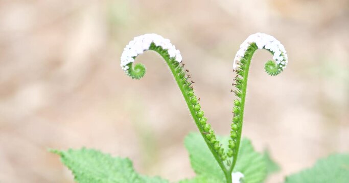(Alacransillo, Eye bright, Indian Heliotrope,)  Heliotropium indicum ,medicinal plants