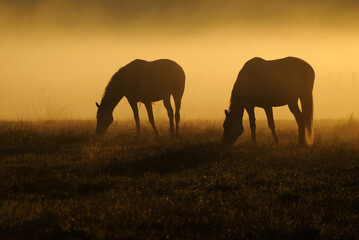 Two horses graze on a field on a background of fog and sunrise