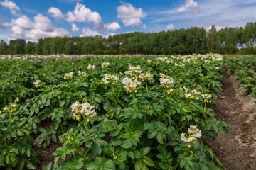 Fototapeta na wymiar Close up white flower of potato crop