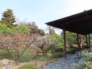京都、城南宮の梅や花