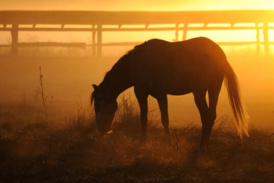The horse walks in the paddock, eat grass against the backdrop of the rising sun at dawn