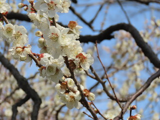 京都、城南宮の梅や花