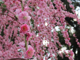 京都、城南宮の梅や花