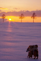 冬のメルヘンの丘とロバの置物