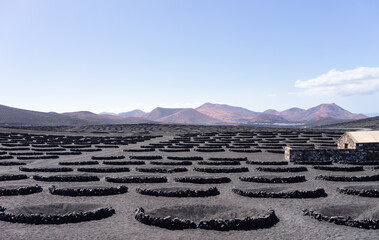 Weinbau auf Lanzarote, Kanarische Inseln