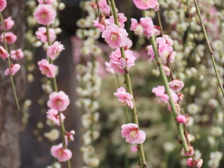 京都、城南宮の梅や花