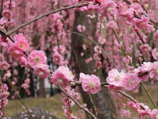 京都、城南宮の梅や花