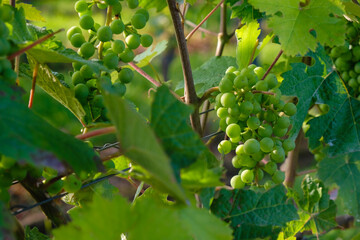 Young grapes in the morning sunlight. Rheinhessen wine region.