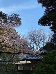 Traditional Japanese house and the sakura blossom, April 1st, 2022 spring Tokyo Nezu Japan