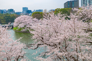 Somei-yoshino sakura cherry blossom trees at Chidorigafuchi in Tokyo, Japan