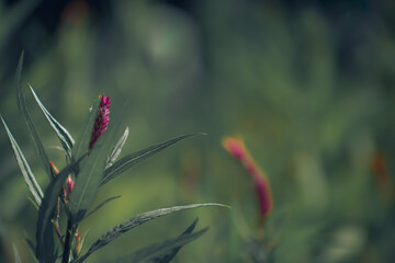 Celosia is a small genus of edible and ornamental plants in the amaranth family, Amaranthaceae.