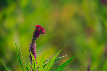 Celosia is a small genus of edible and ornamental plants in the amaranth family, Amaranthaceae.